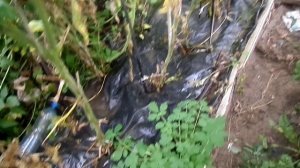 ПОМИДОРЫ В ТЕПЛИЦЫ На 26 сентября.