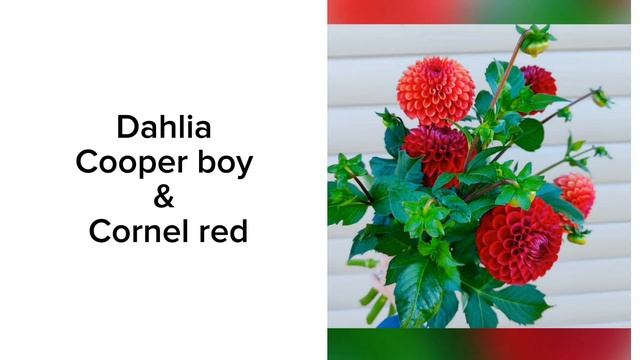 Dahlia Cooper boy & Cornel red