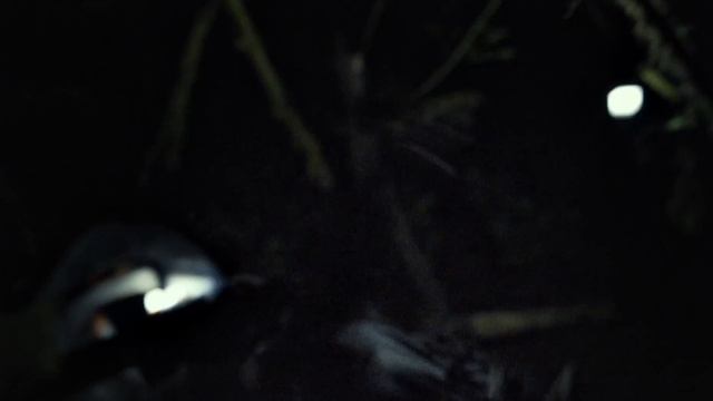 Ведьма из Блэр : Новая глава