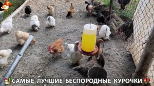 Цыплята и Курочки селяночки лучшие беспородные несушки 🥚 (327)