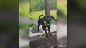 Девочка пти брабансон. Черная. Лето 2025