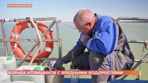 Побеждать цветение воды в пруду-охладителе Ростовской АЭС помогает хлорелла
