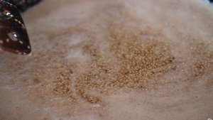 Кунжутное бурфи