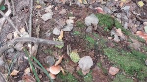 Ложные опята кирпично-красные.