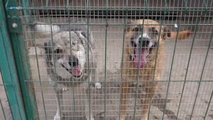 Студенты ДГТУ помогают животным
