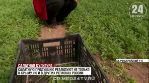 На одном из крымских предприятий стартовала уборка салатных культур