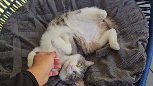 Наш Кот Тоша