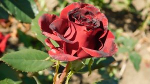 22==09==2025  ПВН  КМР   (179)