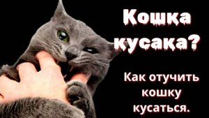 Кошачий беспредел: остановим кусачий террор!