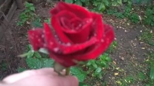 Омлет с утра для своих любимых! Розы расцвели 🌹И подсолнух осенью 🌻🍁🍂Юг России 🏝️.