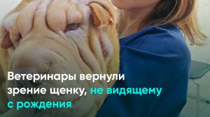 Ветеринары вернули зрение щенку, не видящему с рождения