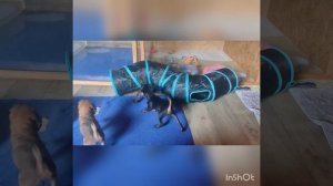 Беготня по трубам. Пти брабансон. Малыши