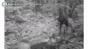 Охота в Псковской области – Охотничье хозяйство «Волынь» охота на лося в Псковской области