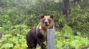 МЧС: в Петропавловске-Камчатском снова замечен медведь