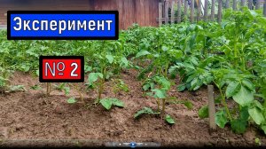 Эксперимент с картошкой № 2 Картофель на четверть