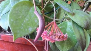 Хойя дала плод после лета в теплице