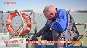 Борьба с вредными водорослями: как на АЭС борются с хлореллой
