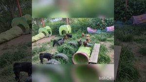 Лето 2025 прогулки гриффонов нашего питомника