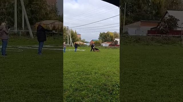 1 Отл. Atsel Hof ODIN 2 ++- №32. НОВОСИБИРСК 13 сентября`25 Моно немецких овчарок