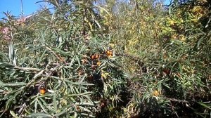 РАССКАЖУ КАКАЯ ОБЛЕПИХА БЫВАЕТ И СРОКИ ЕЁ СБОРА