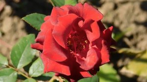 22==09==2025 ПВН КМР (176)