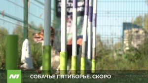Соревнование по собачьему пятиборью пройдут в Нижневартовске