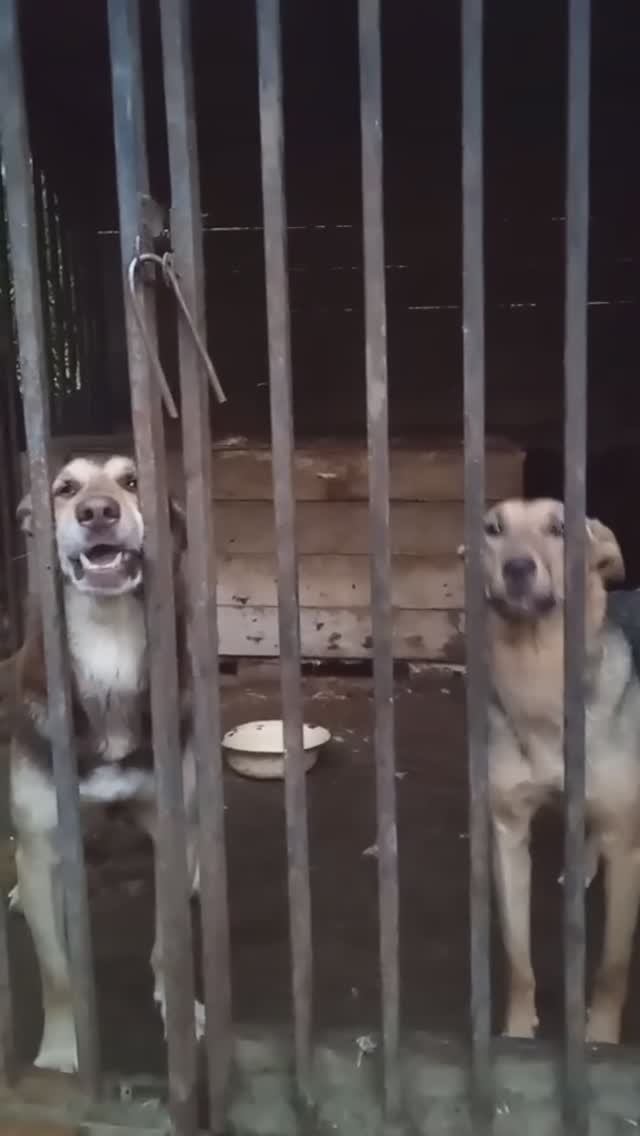 Джек и Блонда