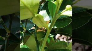 🍊 Грейпфрут сорта Россо зацветает.