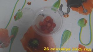 7 соток. Собираю все еще летнюю малину. Хроника 26 сентября 2025 год