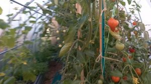 В теплице помидоры 🍅  ещё растут
