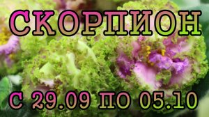 СКОРПИОН таро прогноз на неделю с 29 СЕНТЯБРЯ по 5 ОКТЯБРЯ 2025 года.