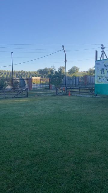 11.  выражено/перв ILMAN S FAMILY*S FRIVER (Paul Team Carrera – Quinta v. Weiherturchen)