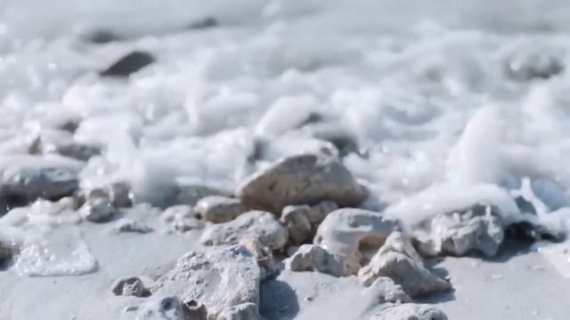 Sizzle Rose - Snow