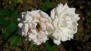 22==09==2025  ПВН  КМР   (169)