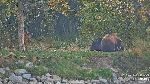 Темному мишке скучно- пришел заняться разминкой с светлым мишкой-хотя на боку уже есть отметина