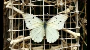 Белая большая (сон)