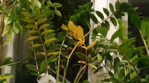 Чем старше ты...