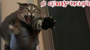 Приколы с Котами Кошками Смешные видео с озвучкой
