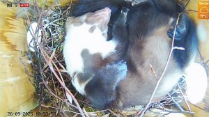 Куница сладко спит в гнезде белочки на дереве на высоте 7 метров