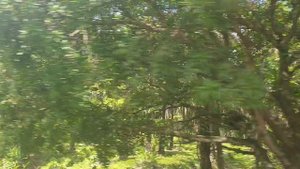 Пальмовый лес в Гондурасе