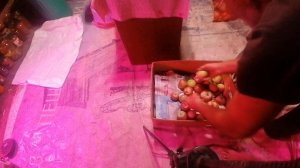 Готовим на зиму яблоки. И как их приготовить.