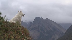 Каменушки на горной реке.