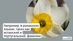 Фамилия Алонсо: история происхождения, значение и правила склонения фамилии в одной статье.