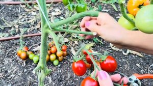 Овощи с грядки