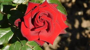 22==09==2025  ПВН  КМР   (174)