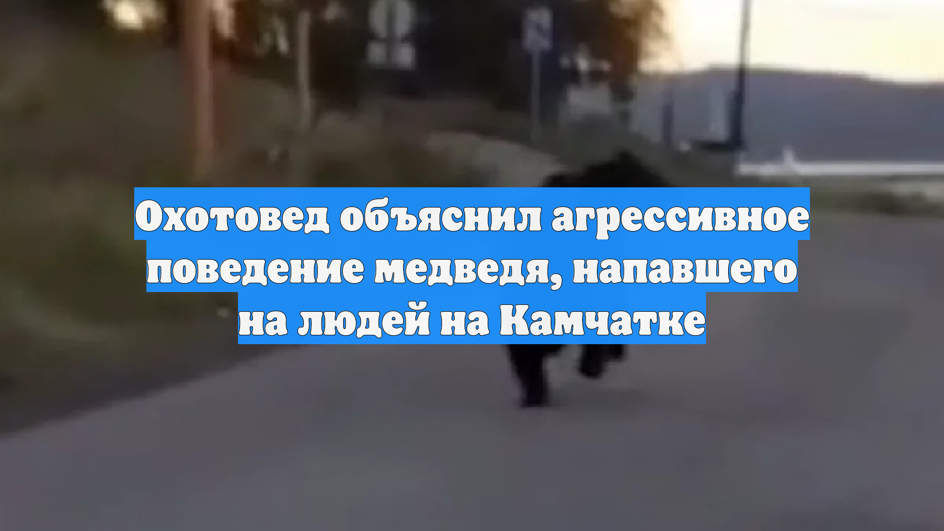 Охотовед объяснил агрессивное поведение медведя, напавшего на людей на Камчатке