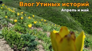 Влог Утиных историй за апрель и май #8