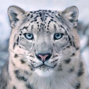 отвечай на вопросы да с чайком