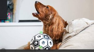 Ветеринарный врач указала на способы адаптации собак к одиночеству без стресса