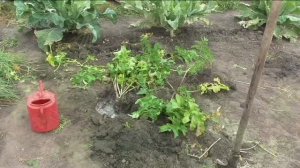 Урожайность пастернака